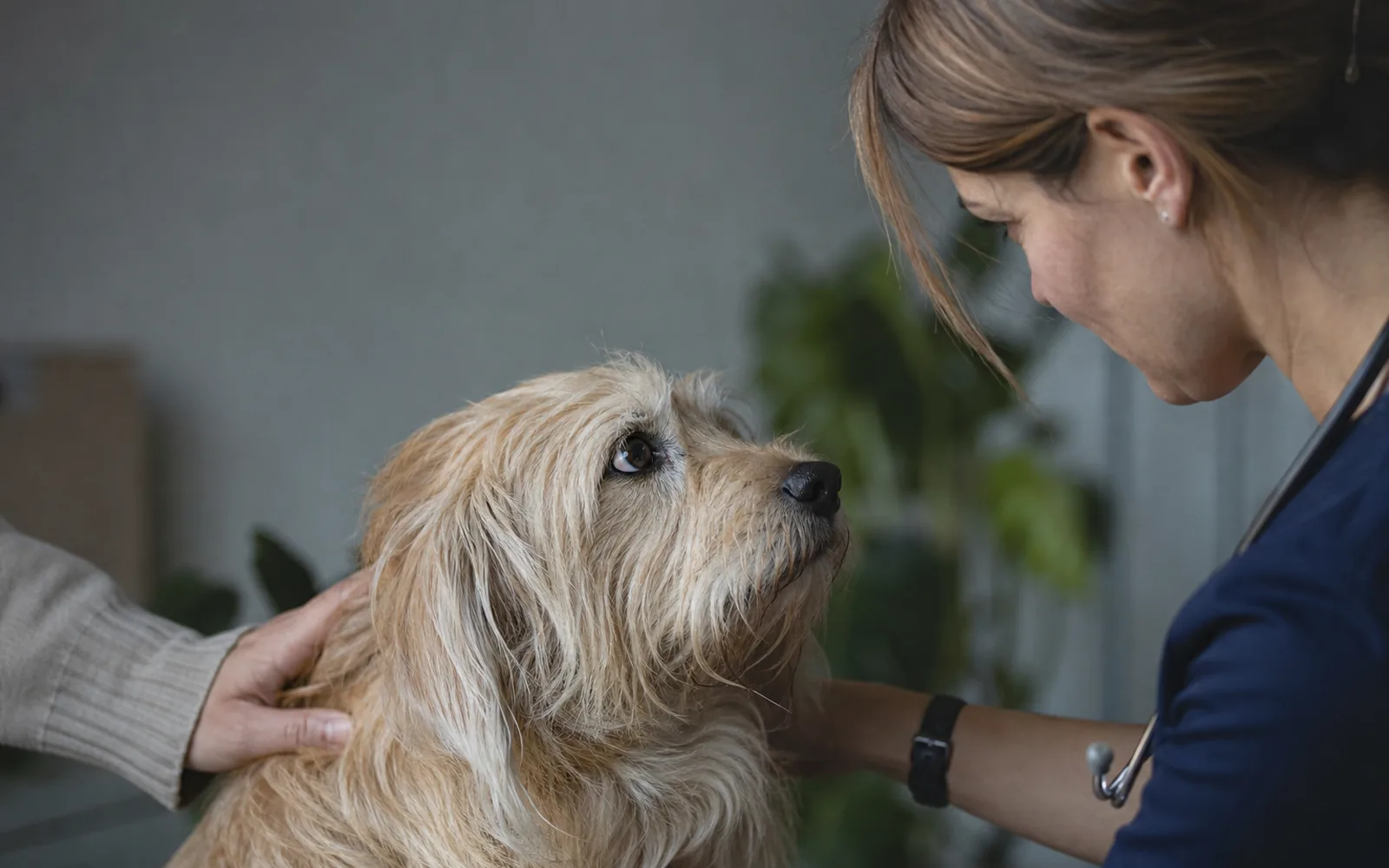 Veterinar posmatra psa uz prisutnu ruku vlasnika